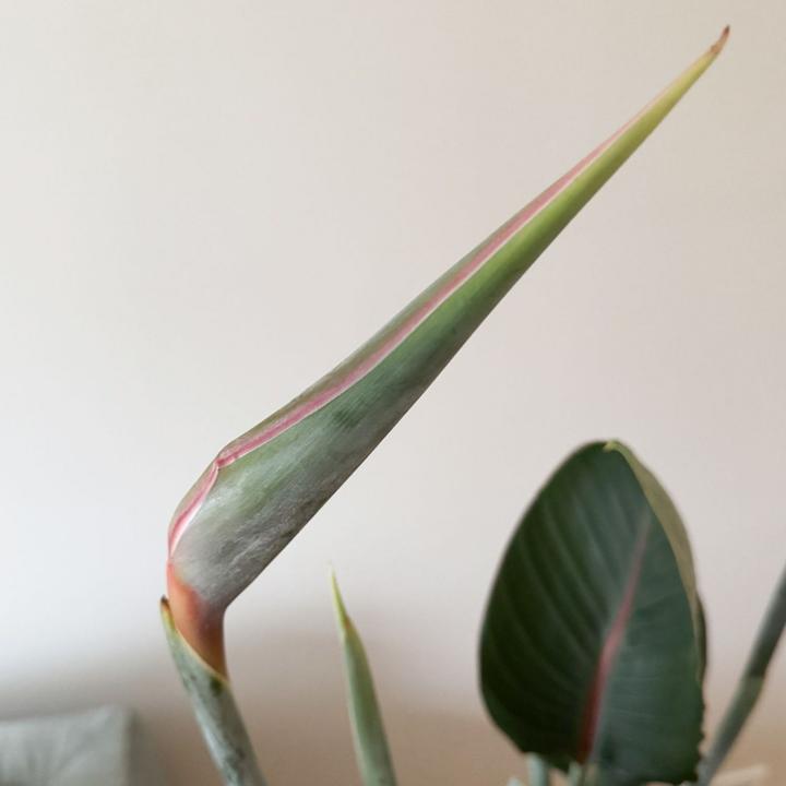 Produktbild Plant in a Box Strelitzia reginea - Paradiesvogelpflanze (70 cm)