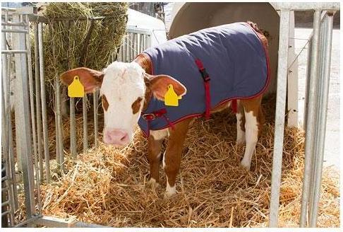 Produktbild Kerbl Kälberdecke ThermoPlus, 80cm