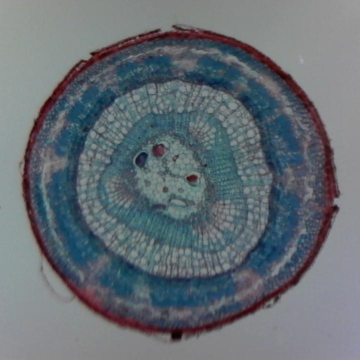 Image du produit Carson Optical Microscope