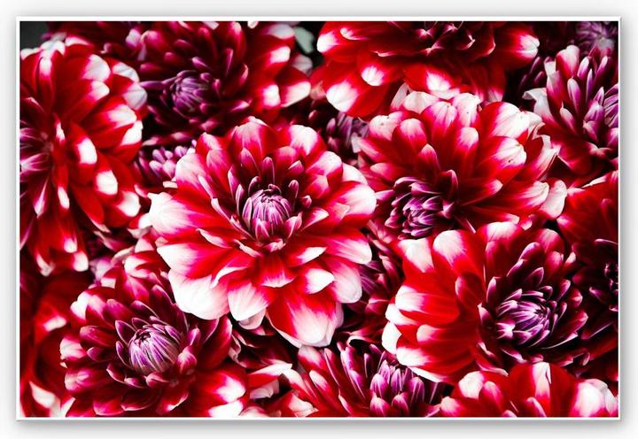 Image du produit Trenddeko Fleurs rouges (100 x 70 cm)