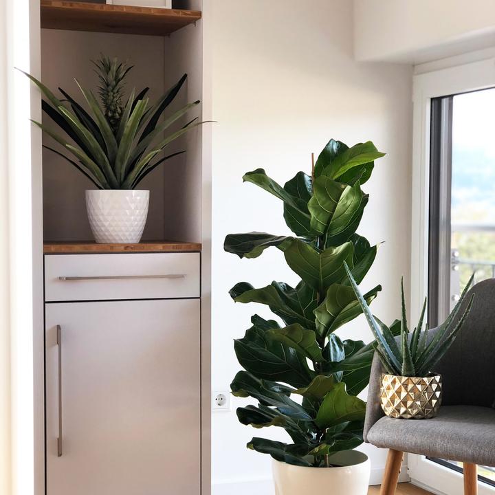 Actual product image Flowerbox Pineapple (with fruit) - height ca. 45 cm, pot-Ø 12 cm - Pineapple Corona (45 cm)