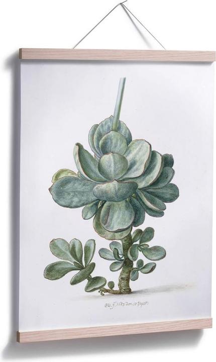Produktbild Trenddeko Sukkulente (40 x 50 cm)