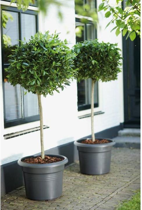 Produktbild Elho Green Basics (64 x 49 cm)