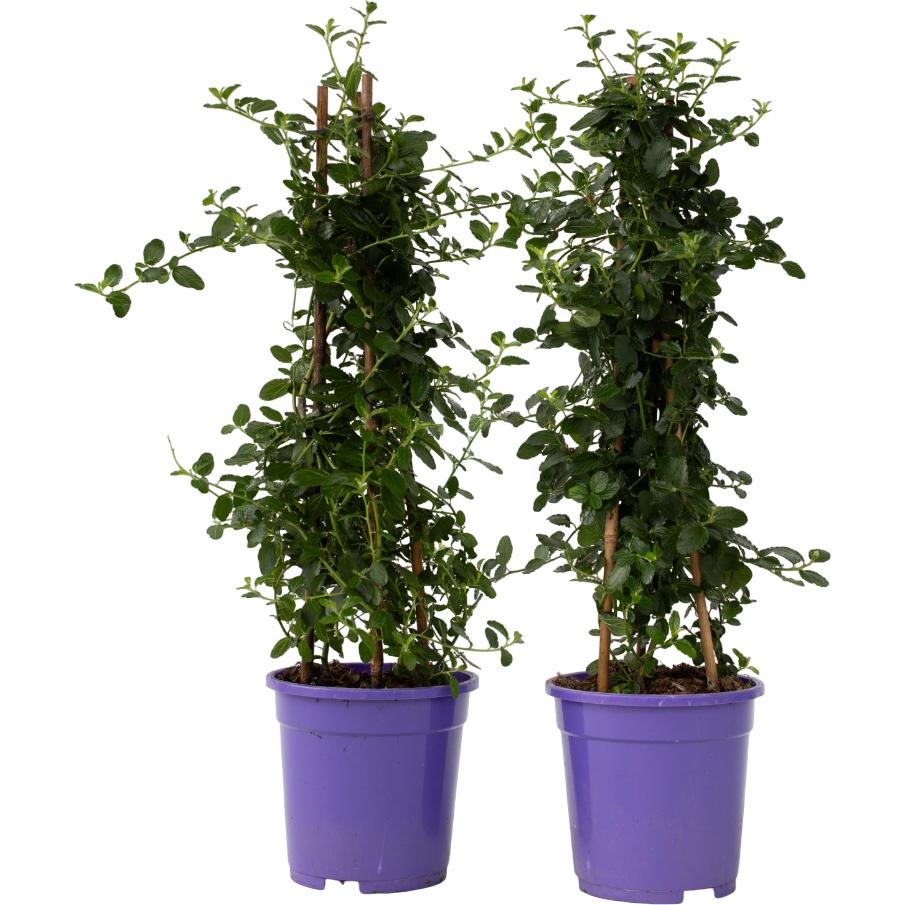 Plant in a Box, Pflanzen, Ceanothus thyrsiflorus Repens - 2er Set Krebsblume Pyramide (60 cm)