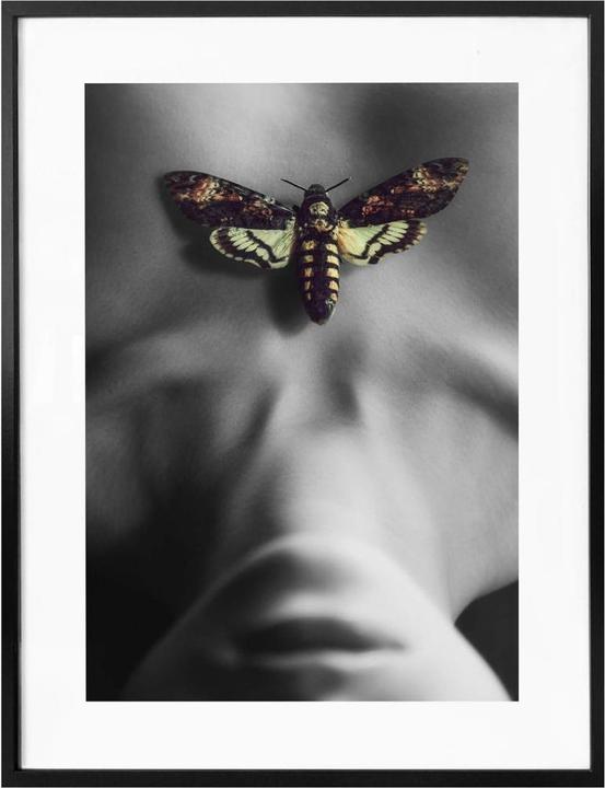 Immagine prodotto Trenddeko La falena (50 x 60 cm)