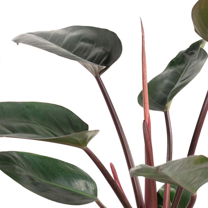 Flowerbox Baumfreund - Philodendron Imperial Red - kaufen bei Galaxus -  Galaxus