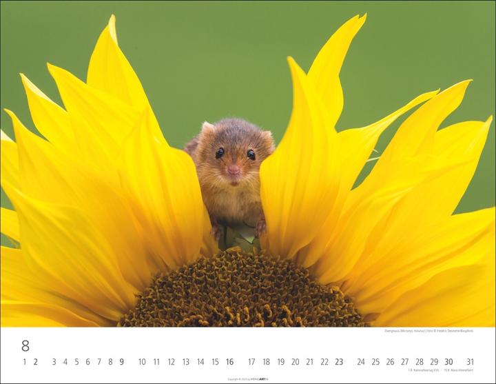 Actual product image Heimische Wildtiere Kalender 2026 (44 x 34 cm)