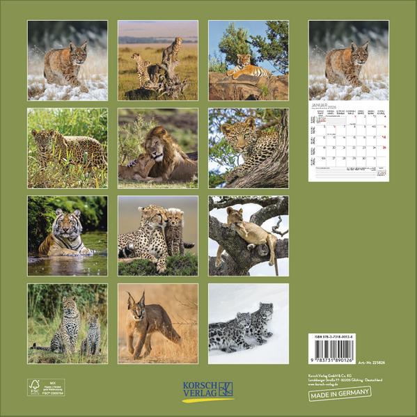Produktbild Big Cats 2026