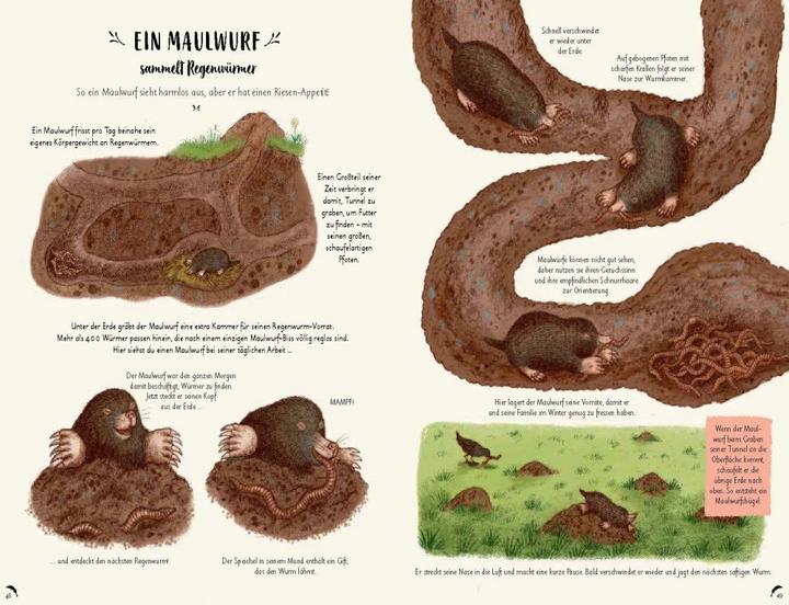 Produktbild Wunder der Natur zum Innehalten und Staunen (Deutsch, Freya Hartas, Rachel Williams, 2020)