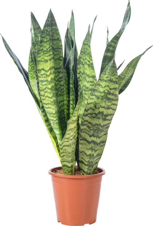 Immagine prodotto Flowerbox Canapa dell'arco - Sansevieria zeylanica (65 cm)