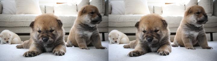 Image du produit Canon RF-S 7.8mm F4 STM Dual (Canon RF-S, APS-C / DX)