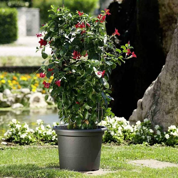 Actual product image Euro3plast Geo (55 cm)