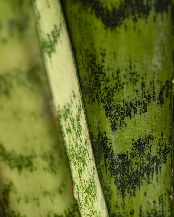 Immagine prodotto feey Grosse Grüne Schwiegermutterzunge (70 cm, Appena rinvasata)
