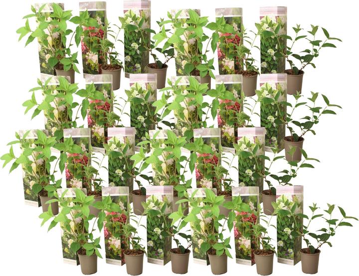 Image du produit Plant in a Box Hortensia paniculata 'Pink Lady', 'Phantom', 'Silver Dollar' - 3er Set Hortensien (25 cm)