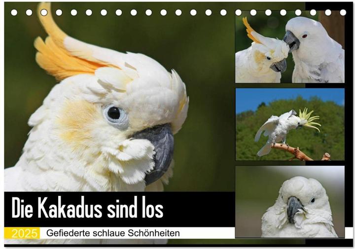 Image du produit Die Kakadus sind los (Tischkalender 2025 DIN A5 quer), Monatskalender (A5)