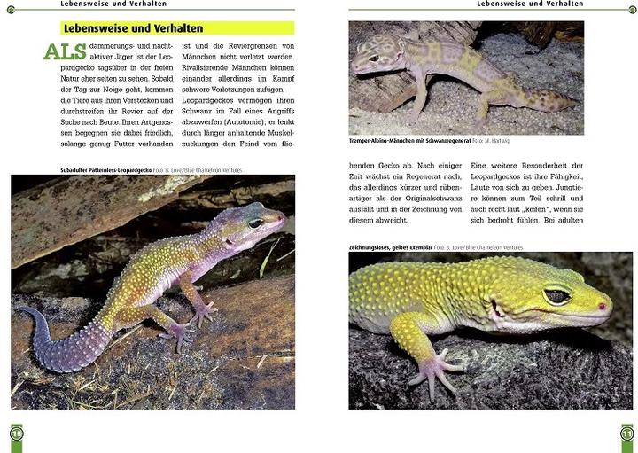 Produktbild Der Leopardgecko (Deutsch, Melanie Hartwig, 2021)