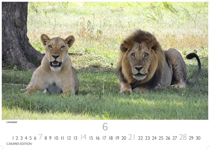 Actual product image Big Cats 2026 L 35x50cm (35 x 50 cm)