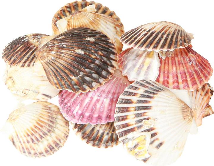 Actual product image Viana Herzmuscheln leer Dekomaterial