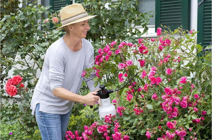 Actual product image Birchmeier Rose Star 1.25 (1.25 l)