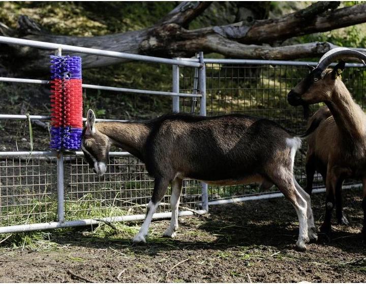 Actual product image Kerbl Scratching brush