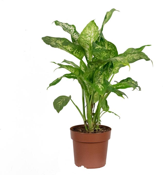 Produktbild Flowerbox Dieffenbachie "Compacta" - Dieffenbachia (50 cm)