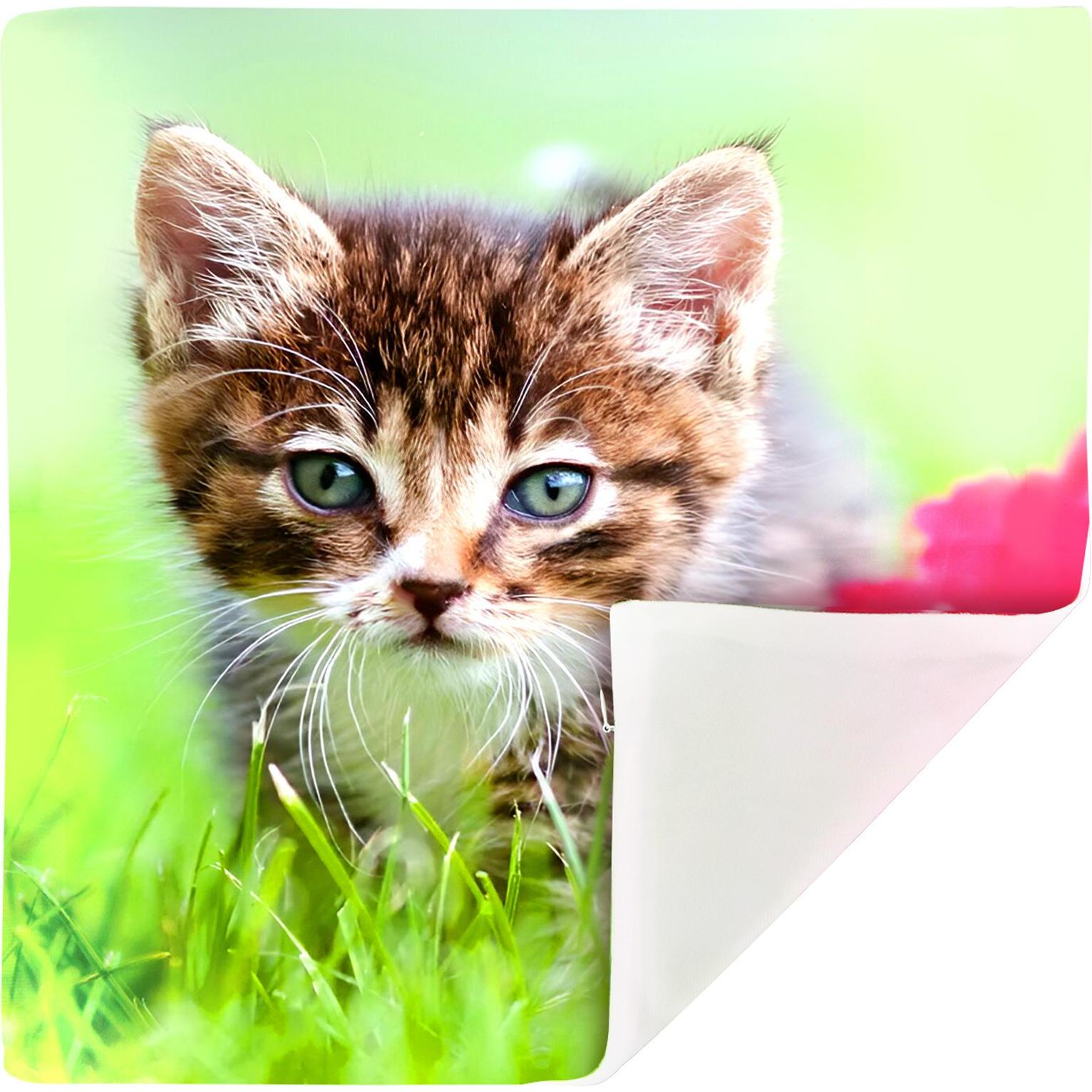 Thumbnail - Avizar, Dekokissen, 2 Stk. Kissenbezüge Kätzchen im Garten (40 x 40 cm)