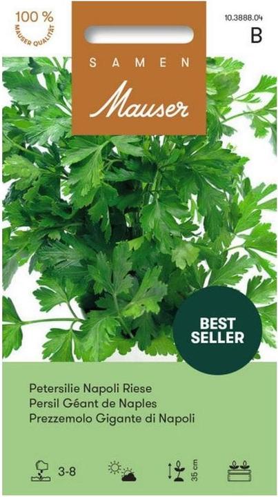 Actual product image Samen Mauser Parsley Napoli Giant (Herb seeds)