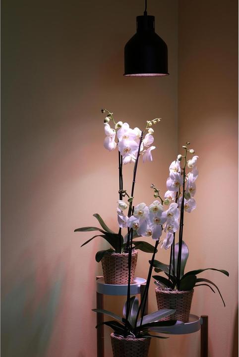 Actual product image Venso Saga (LED, 230 V)
