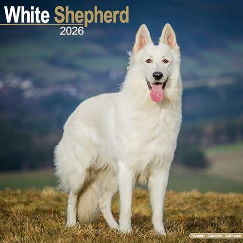 Image du produit White Shepherd Calendar 2026 Square Dog Breed Wall Calendar - 16 Month