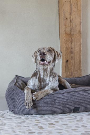 Image du produit Designed by Lotte Ribbed (Chien)