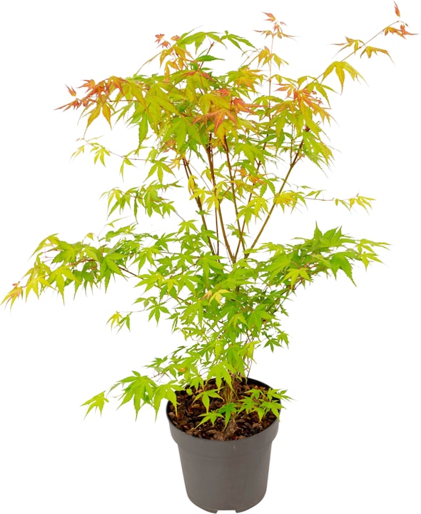 Actual product image Plant in a Box Acer palmatum 'Katsura' - Japanese maple (70 cm)