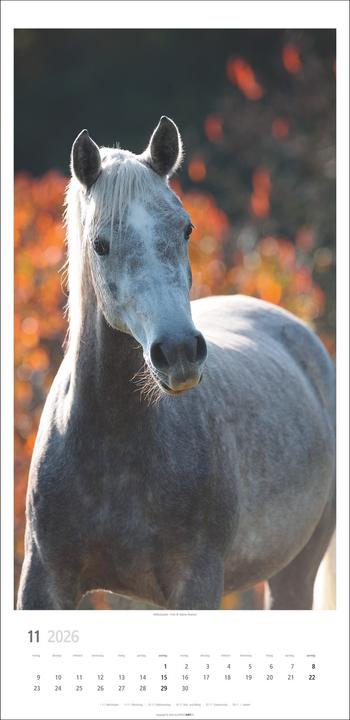 Actual product image Pferde Kalender 2026 (33 x 68 cm, German)