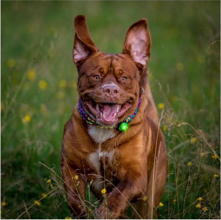 Image du produit Orbiloc Feu de sécurité à double LED (Taille unique, Chien, Général)