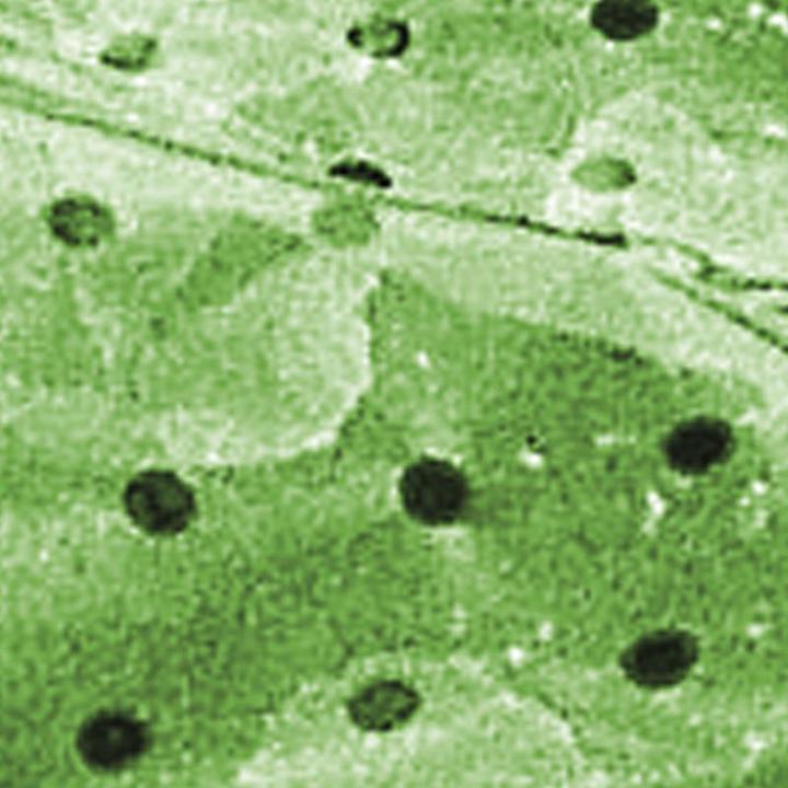 Produktbild Windhager Folien-Tunnel Komplett-Set