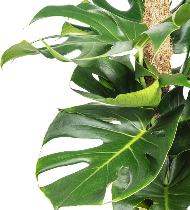 Immagine prodotto Flowerbox Foglia di finestra su bastoncino di muschio - Monstera deliciosa (80 cm)