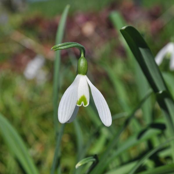 Immagine prodotto Säntispracht Set di 6 giacinti d'uva - Muscari armeniacum Big Smile Blue (15 cm)