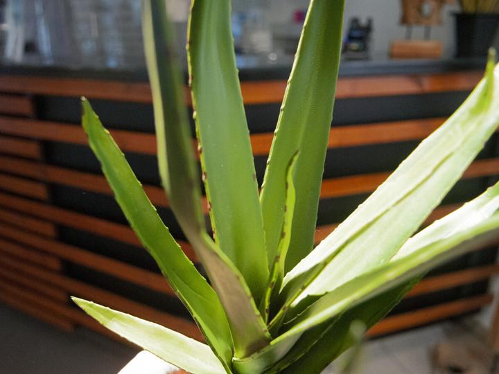 Actual product image Europalms Aloe (50 cm)