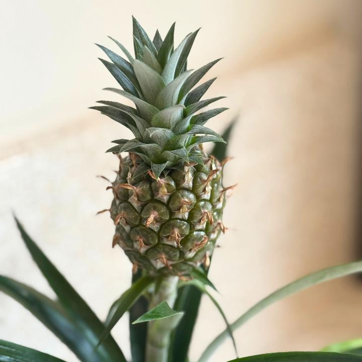 Produktbild Plant in a Box Ananas comosus 'Mi Amigo' (45 cm)