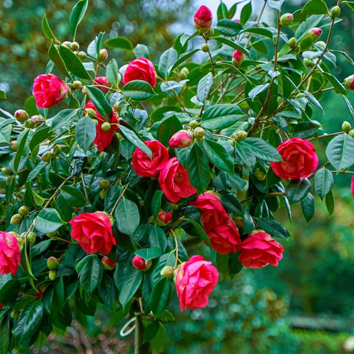 Immagine prodotto Plant in a Box Camellia japonica Dr King - Rosa giapponese (60 cm)