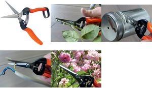 Produktbild Garten Primus Wunderschere