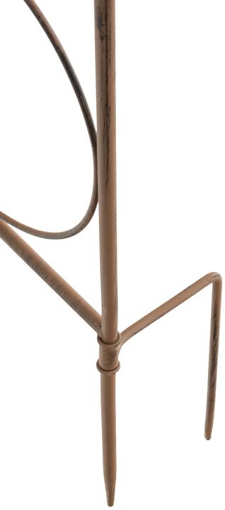 Actual product image CLP Mandevilla (1 cm, 99 cm)