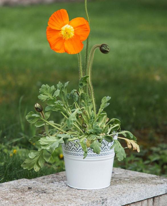 Produktbild Esmée Blumentopf, Übertopf mit Spitzen, Blech (16 cm)