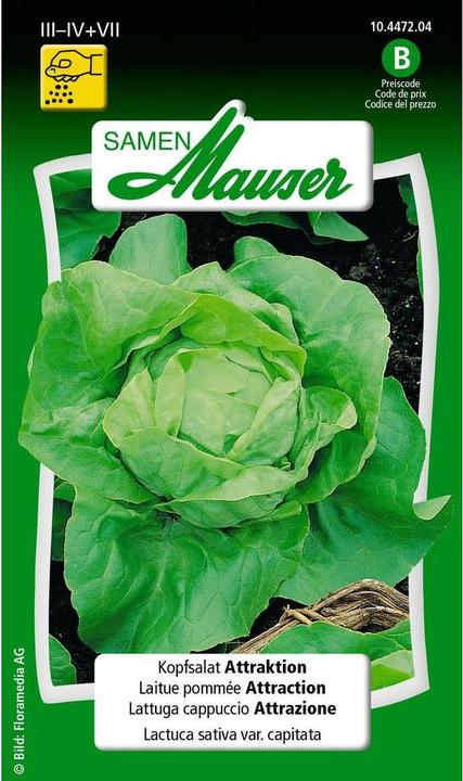 Samen Mauser Kopfsalat Attraktion (Gemüsesamen)
