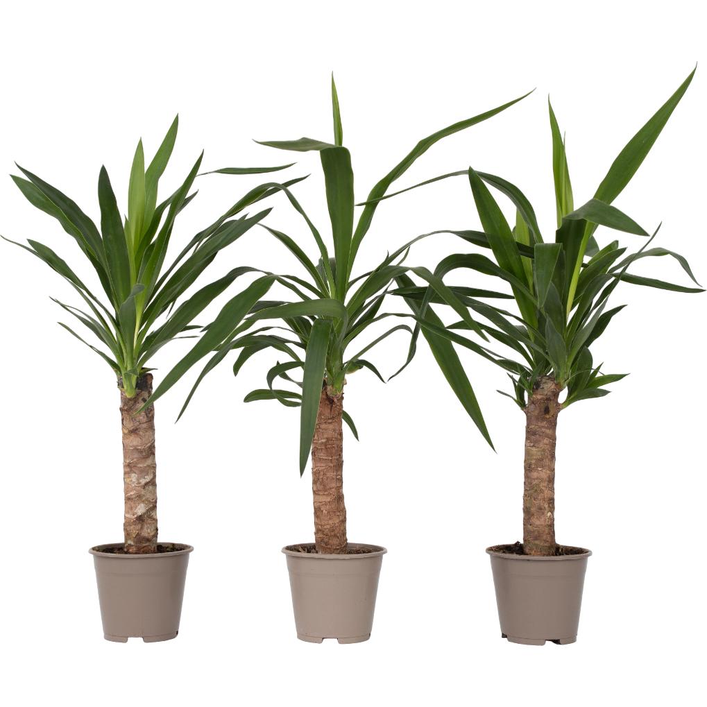 Plant in a Box, Pflanzen, Yucca Elephantipes - 3er Set Palmlelie (50 cm)