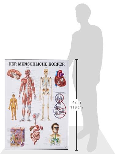 Image du produit Rüdiger Planche anatomique Le corps humain Allemand (70 x 70 cm)