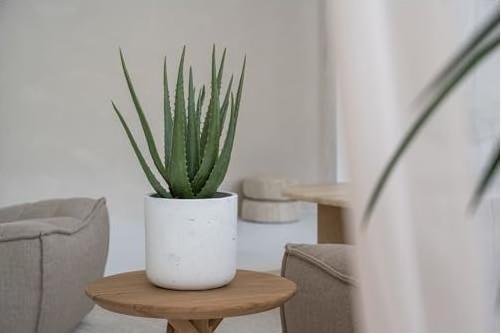 Actual product image Pottery Pots Charlie XS