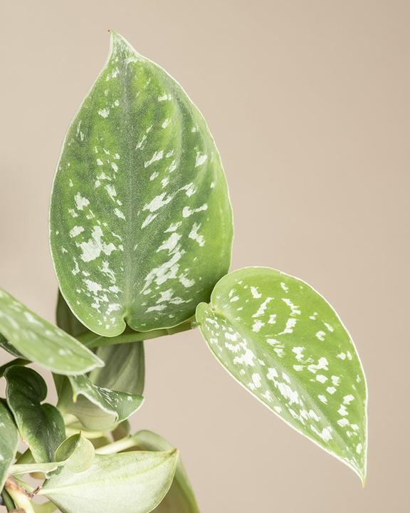 Actual product image feey Gefleckte Efeutute (35 cm, Freshly repotted)