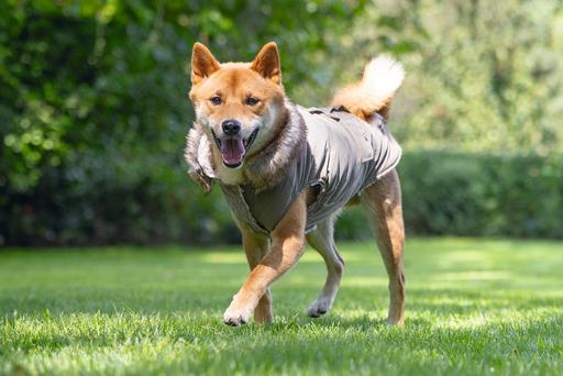 Actual product image Designed by Lotte Dog coat Philos (XXXL, Dog coat)