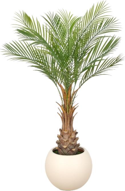 Phoenix Palm Trees Hardy Palm Pair of 60-80cm Tall | Thrives in the UK