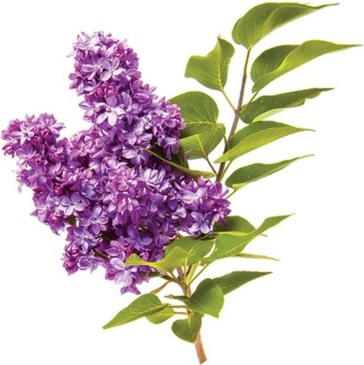 Produktbild Farouk Systems Chi volumecare - volumizing shampoo 739ml (739 ml, Flüssiges Shampoo)